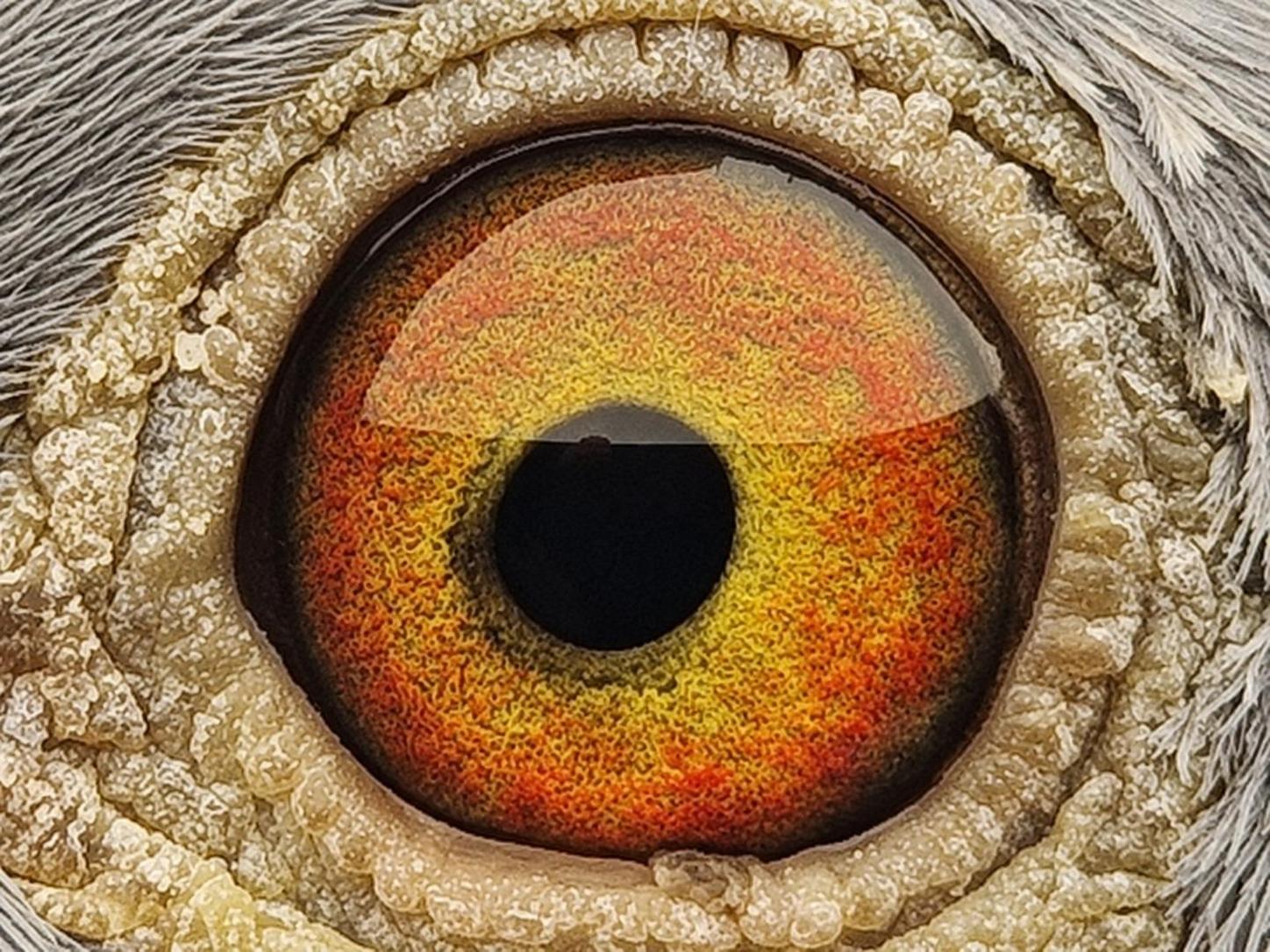 Pigeon eye